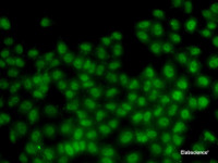 Immunofluorescence analysis of HeLa cells using ID3 Polyclonal Antibody