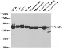 Western blot analysis of extracts of various cell lines using ACTL6A Polyclonal Antibody at dilution of 1:1000.