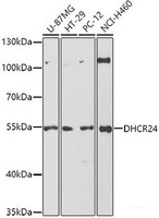 Western blot analysis of extracts of various cell lines using DHCR24 Polyclonal Antibody at dilution of 1:1000.