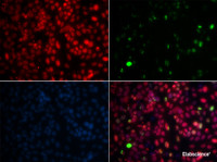 Immunofluorescence analysis of GFP-RNF168 transgenic U2OS cells using MPG Polyclonal Antibody