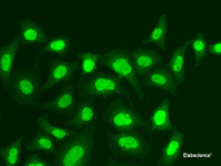 Immunofluorescence analysis of A549 cells using MPG Polyclonal Antibody