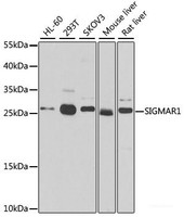 Western blot analysis of extracts of various cell lines using SIGMAR1 Polyclonal Antibody at dilution of 1:500.