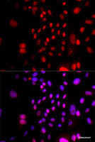 Immunofluorescence analysis of U2OS cells using RFC4 Polyclonal Antibody