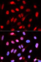 Immunofluorescence analysis of U2OS cells using RFC4 Polyclonal Antibody