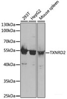 Western blot analysis of extracts of various cell lines using TXNRD2 Polyclonal Antibody at dilution of 1:1000.