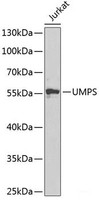 Western blot analysis of extracts of Jurkat cells using UMPS Polyclonal Antibody at dilution of 1:1000.