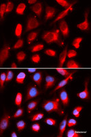 Immunofluorescence analysis of U2OS cells using UROD Polyclonal Antibody