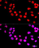 Immunofluorescence analysis of 293T cells using DNMT1 Polyclonal Antibody at dilution of 1:100 (40x lens) . Blue: DAPI for nuclear staining.