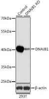 Western blot analysis of extracts from normal (control) and DNAJB1 knockout (KO) 293T cells using DNAJB1 Polyclonal Antibody at dilution of 1:1000.