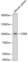 Western blot analysis of extracts of Mouse spleen using CD68 Polyclonal Antibody.