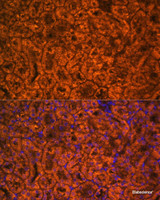 Immunofluorescence analysis of Mouse kidney cells using SCNN1A Polyclonal Antibody at dilution of 1:100. Blue: DAPI for nuclear staining.