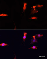 Immunofluorescence analysis of PC12 cells using NRF1 Polyclonal Antibody at dilution of 1:100. Blue: DAPI for nuclear staining.