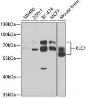 Western blot analysis of extracts of various cell lines using KLC1 Polyclonal Antibody at dilution of 1:1000.