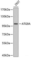 Western blot analysis of extracts of 293T cells using ATG9A Polyclonal Antibody.