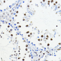 Immunohistochemistry of paraffin-embedded Mouse testis using ZEB1 Polyclonal Antibody at dilution of 1:200 (40x lens) .