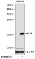 Western blot analysis of extracts of NIH/3T3 cells using LC3B Polyclonal Antibody at dilution of 1:1000. NIH/3T3 cells were treated by Chloroquine (50 μM) for 20 hours.