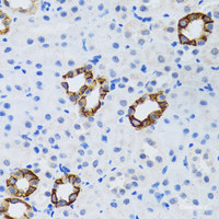 Immunohistochemistry of paraffin-embedded Mouse kidney using GABARAP Polyclonal Antibody at dilution of 1:100 (40x lens) .