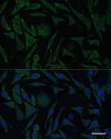 Immunofluorescence analysis of L929 cells using PGRMC1 Polyclonal Antibody at dilution of 1:100 (40x lens) . Blue: DAPI for nuclear staining.