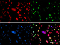 Immunofluorescence analysis of GFP-RNF168 transgenic U2OS cells using RAG2 Polyclonal Antibody