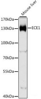 Western blot analysis of extracts of Mouse liver using ECE1 Polyclonal Antibody at dilution of 1:1000.