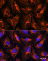 Immunofluorescence analysis of U-2 OS cells using FGG Polyclonal Antibody at dilution of 1:100. Blue: DAPI for nuclear staining.
