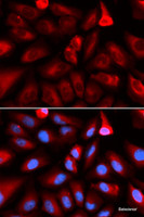 Immunofluorescence analysis of U2OS cells using FKBP4 Polyclonal Antibody