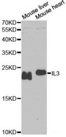 Western blot analysis of extracts of various cell lines using IL3 Polyclonal Antibody at dilution of 1:1000.