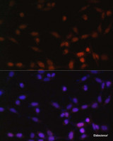 Immunofluorescence analysis of NIH/3T3 cells using ZEB2 Polyclonal Antibody at dilution of 1:100. Blue: DAPI for nuclear staining.