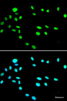 Immunofluorescence analysis of A549 cells using RUVBL1 Polyclonal Antibody