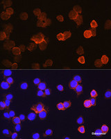 Immunofluorescence analysis of THP-1 cells using CD14 Polyclonal Antibody at dilution of 1:100. Blue: DAPI for nuclear staining.