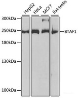 Western blot analysis of extracts of various cell lines using BTAF1 Polyclonal Antibody at dilution of 1:1000.