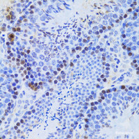 Immunohistochemistry of paraffin-embedded Mouse testis using JMJD6 Polyclonal Antibody at dilution of 1:100 (40x lens) .