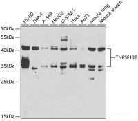 Western blot analysis of extracts of various cell lines using TNFSF13B Polyclonal Antibody at dilution of 1:1000.