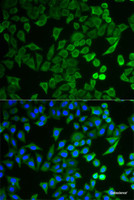 Immunofluorescence analysis of HeLa cells using NPRL2 Polyclonal Antibody