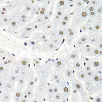 Immunohistochemistry of paraffin-embedded Mouse liver using HNRNPR Polyclonal Antibody at dilution of 1:100 (40x lens) .