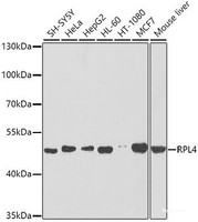 Western blot analysis of extracts of various cell lines using RPL4 Polyclonal Antibody at dilution of 1:1000.