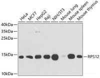 Western blot analysis of extracts of various cell lines using RPS12 Polyclonal Antibody at dilution of 1:1000.