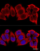 Confocal immunofluorescence analysis of HeLa cells using RPS12 Polyclonal Antibody at dilution of 1:400. Blue: DAPI for nuclear staining.