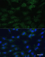 Immunofluorescence analysis of C6 cells using EIF1AX Polyclonal Antibody at dilution of 1:100 (40x lens) . Blue: DAPI for nuclear staining.