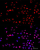 Immunofluorescence analysis of 293T cells using HNRNPH1 Polyclonal Antibody at dilution of 1:100 (40x lens) . Blue: DAPI for nuclear staining.