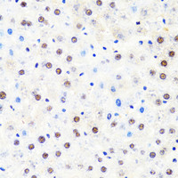 Immunohistochemistry of paraffin-embedded Rat liver using POLR2B Polyclonal Antibody at dilution of 1:100 (40x lens) .