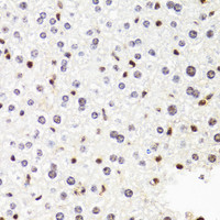 Immunohistochemistry of paraffin-embedded Mouse liver using POLR2B Polyclonal Antibody at dilution of 1:100 (40x lens) .