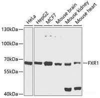 Western blot analysis of extracts of various cell lines using FXR1 Polyclonal Antibody at dilution of 1:1000.