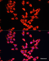 Immunofluorescence analysis of HeLa cells using FXR1 Polyclonal Antibody at dilution of 1:100. Blue: DAPI for nuclear staining.