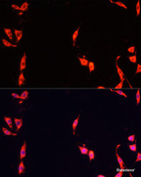 Immunofluorescence analysis of PC-12 cells using FXR1 Polyclonal Antibody at dilution of 1:100. Blue: DAPI for nuclear staining.