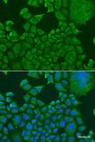 Immunofluorescence analysis of U2OS cells using FXR1 Polyclonal Antibody at dilution of 1:100. Blue: DAPI for nuclear staining.