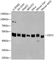 Western blot analysis of extracts of various cell lines using CELF1 Polyclonal Antibody at dilution of 1:1000.