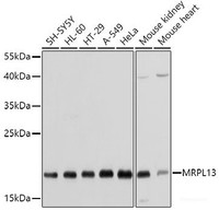 Western blot analysis of extracts of various cell lines using MRPL13 Polyclonal Antibody at dilution of 1:1000.