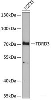 Western blot analysis of extracts of U2OS cells using TDRD3 Polyclonal Antibody at dilution of 1:1000.