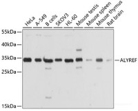 Western blot analysis of extracts of various cell lines using ALYREF Polyclonal Antibody at dilution of 1:1000.